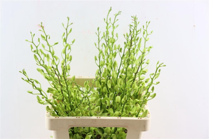 <h4>Dendro Burana Emerald</h4>