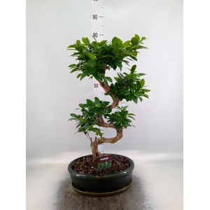 Ficus microcarpa 'Ginseng'