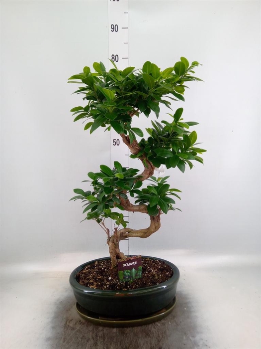 <h4>Ficus microcarpa 'Ginseng'</h4>