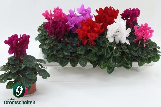 <h4>CYCL MD SUP MACRO</h4>