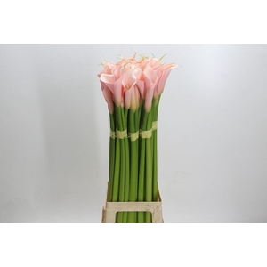 Zantedeschia Eydolls Salmon