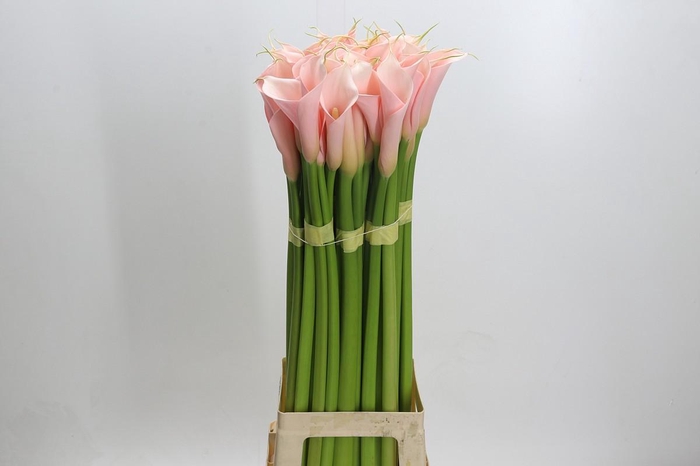 <h4>Zantedeschia Eydolls Salmon</h4>