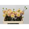 Dahlia Hapet Cheddar
