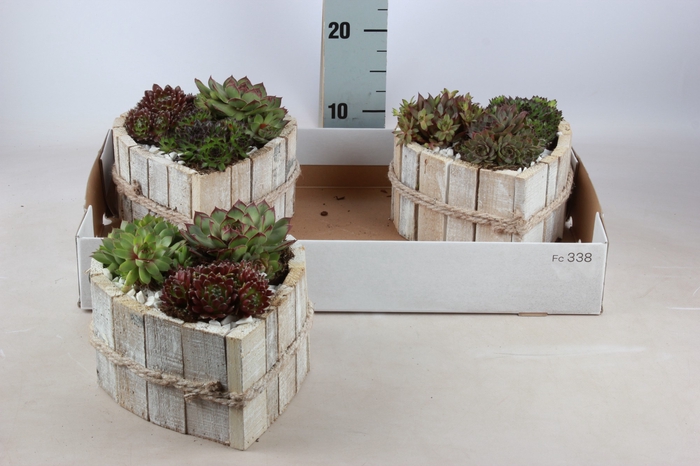 <h4>ARR SEMPERVIVUM</h4>