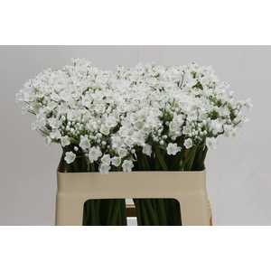 ALLIUM NEAPOLITANUM 'FLOCON'