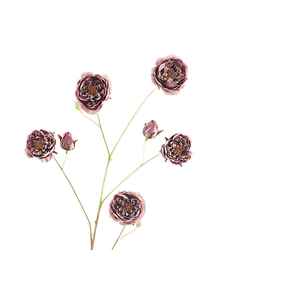 Rosa Spray Purple Cream