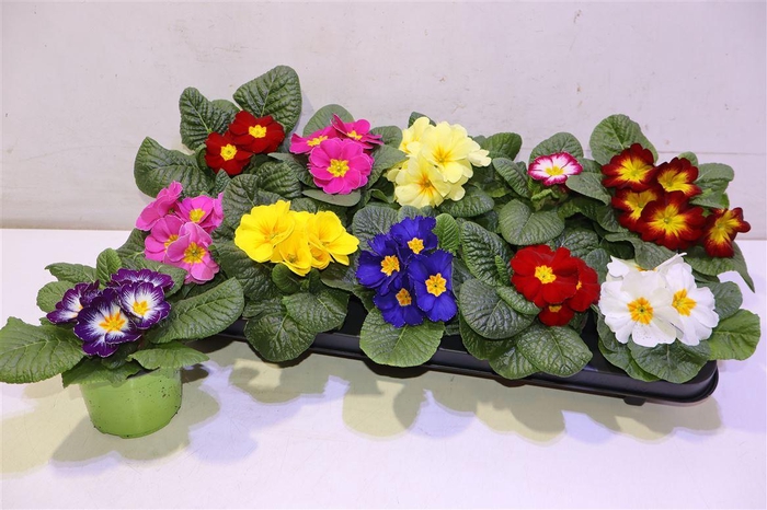 <h4>Prim Ac Gem</h4>