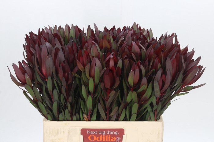Leucadendron Saf Sunset Dark Red