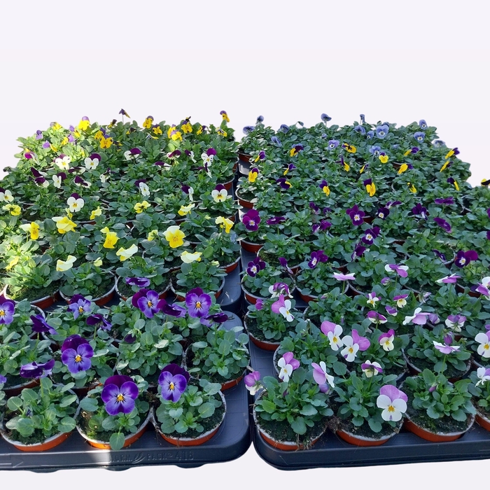 <h4>VIO CO EM GEM</h4>