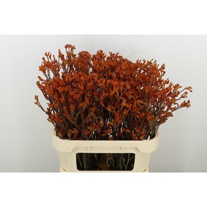 Anigoz Orange Velvet