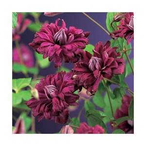 Clematis vit. 'Purp. P. Elegans' +3.0 label
