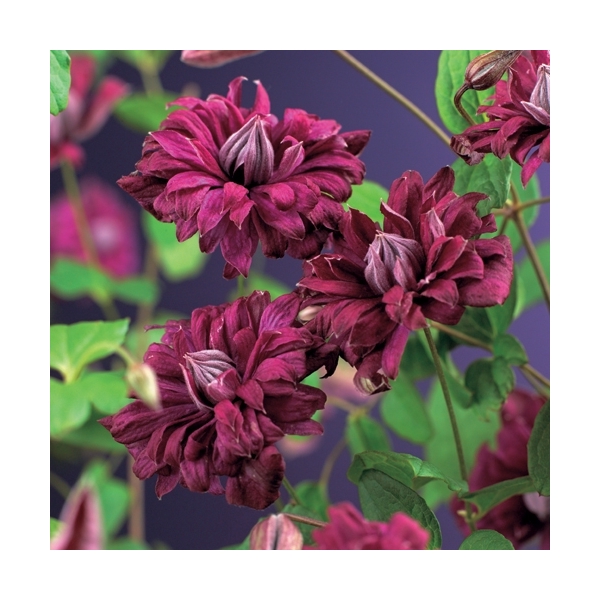<h4>Clematis vit. 'Purp. P. Elegans' +3.0 label</h4>