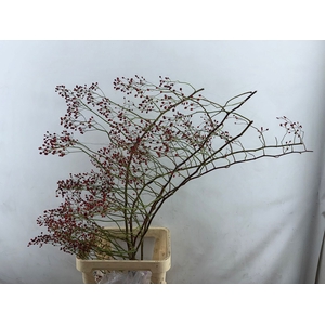 ROSA CORALLO RFRUITS