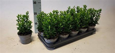 <h4>Euonymus Ja Green Spire</h4>