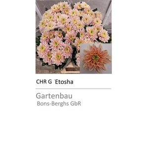 CHR G ETOSHA