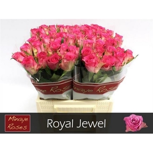 R Gr Royal Jewel Minaye