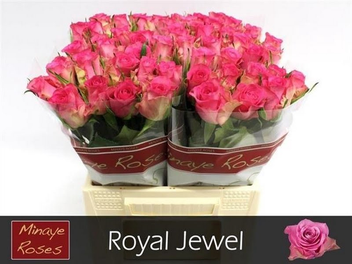 R Gr Royal Jewel Minaye