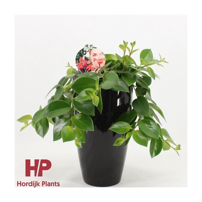 <h4>Aeschynanthus Mona Lisa Keramiek Zwart</h4>