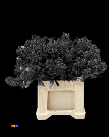 <h4>Skimmia Metallic Black</h4>