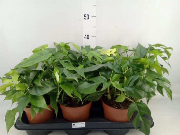 <h4>Monstera   ...</h4>