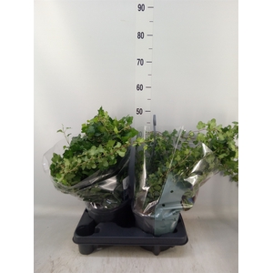 Hedera helix 'Wonder'