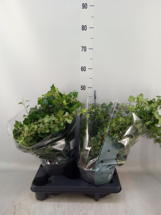 <h4>Hedera helix 'Wonder'</h4>