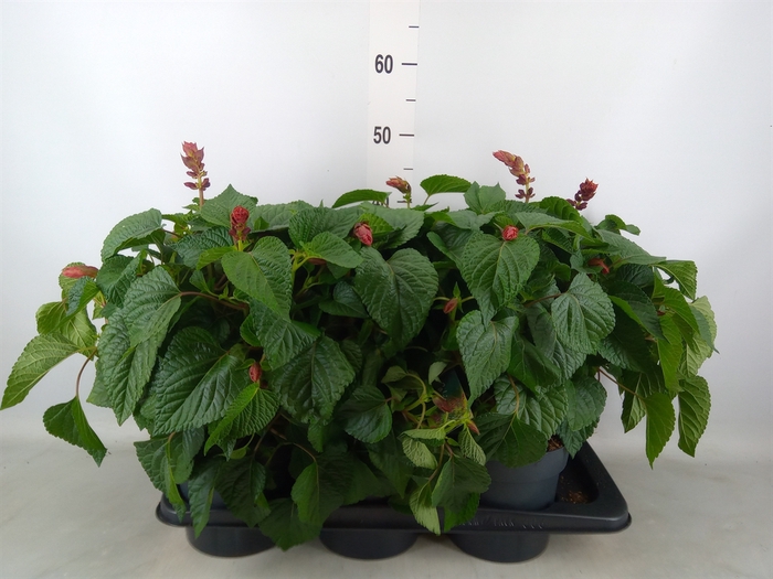 <h4>Salvia  'Salgoon Lake Flamingo'</h4>
