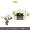 Phal 3-tak Tablo Champagne