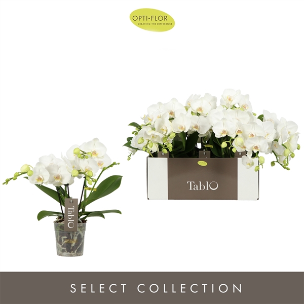 <h4>Phal 3-tak Tablo Champagne</h4>