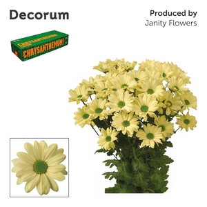 Chr T Kennedy Decorum Cream