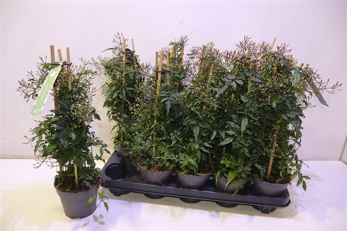 <h4>arr8 Jasm Polyanthum Wit</h4>