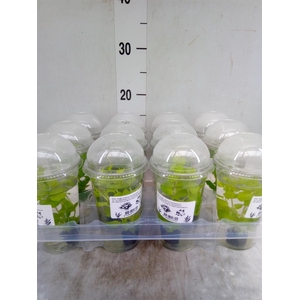 Aquariumplanten   ...mix