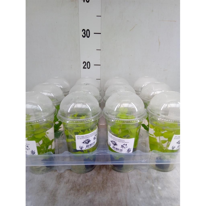 <h4>Aquariumplanten   ...mix</h4>