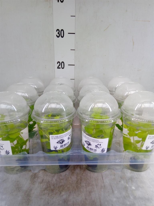 Aquariumplanten   ...mix