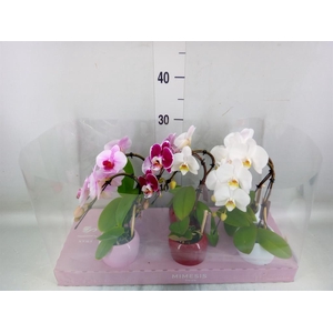 Phalaenopsis   ...rose