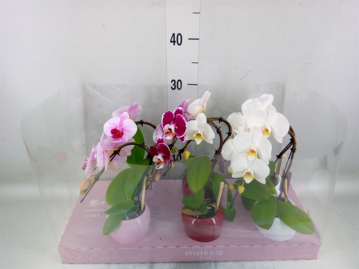 <h4>Phalaenopsis   ...rose</h4>