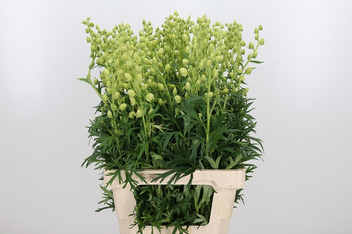 <h4>Aconitum Napellus Album</h4>
