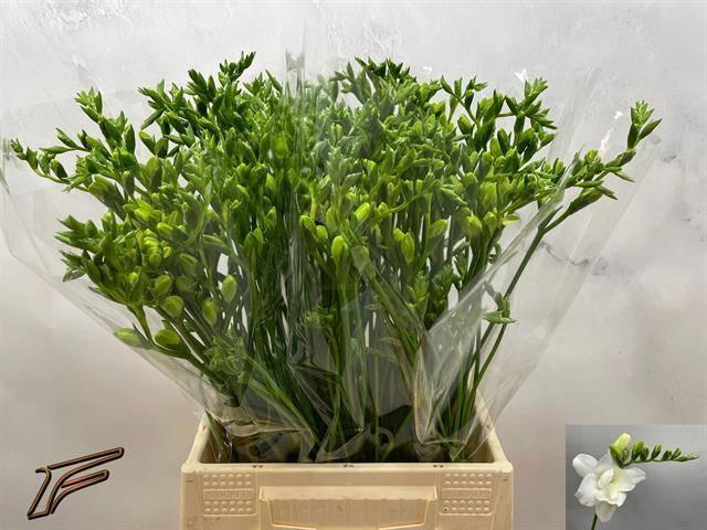 <h4>FR DU VOLANTE</h4>