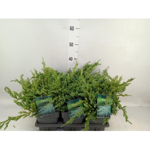 Juniperus squamata 'Blue Carpet'