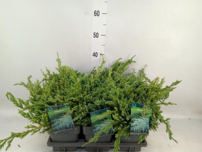 <h4>Juniperus squamata 'Blue Carpet'</h4>