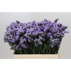 Limonium Sinuatum Donau Birds