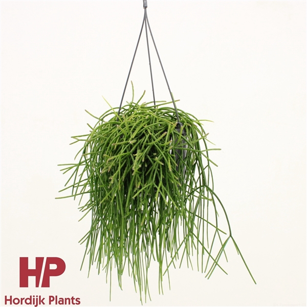 <h4>Rhipsalis baccifera shaferi</h4>