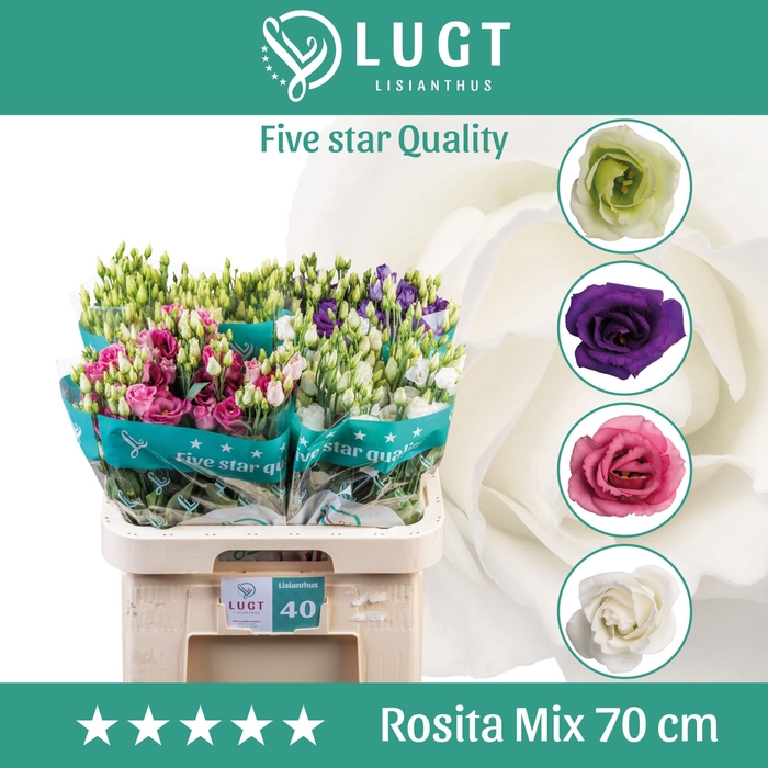 <h4>Eust. russ DU 'Mix' LUGT</h4>