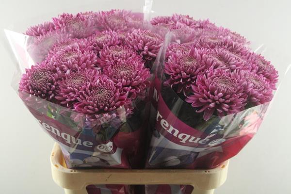 <h4>CHR G HORNBILL DARK</h4>