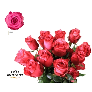 Rosa Ec Lola