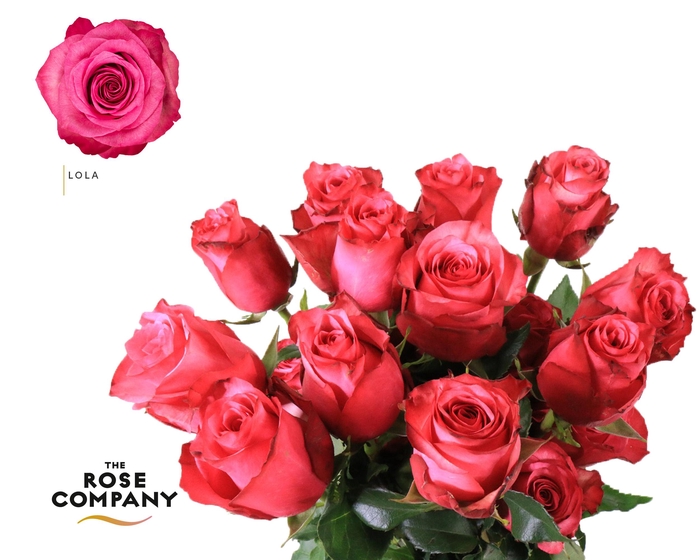 <h4>Rosa Ec Lola</h4>