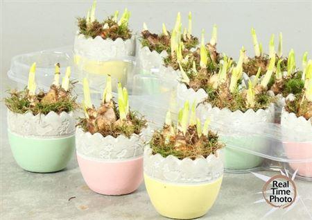 <h4>Arr Narcissus</h4>