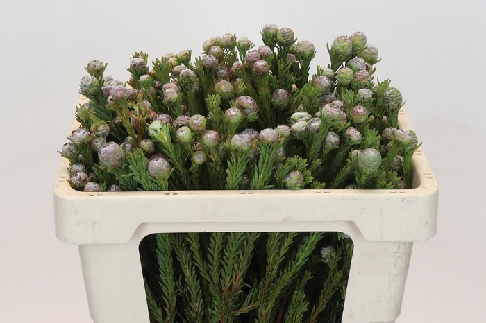 <h4>Kaaps Groen Tortum</h4>