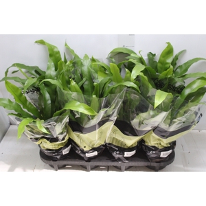 ASPLENIUM OSAKA LISO P14