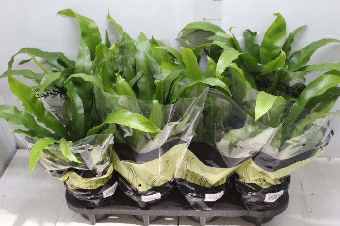 <h4>ASPLENIUM OSAKA LISO P14</h4>